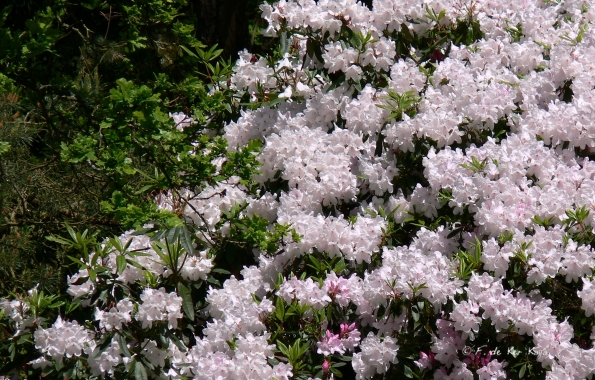Bois des Moutiers (326) Mai 2012